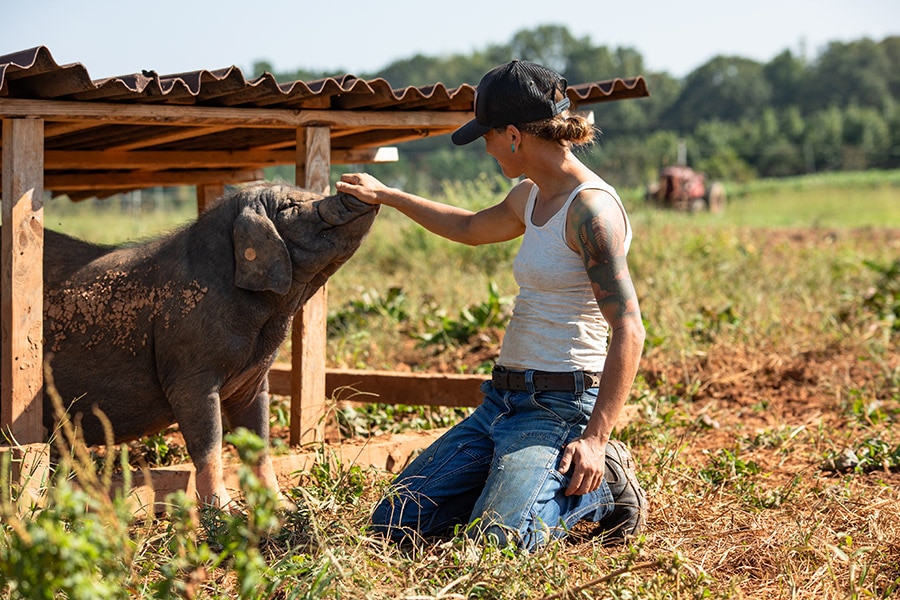 A person is petting a baby pig on a farm.