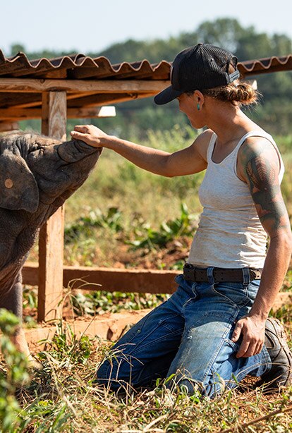 A person is petting a pig